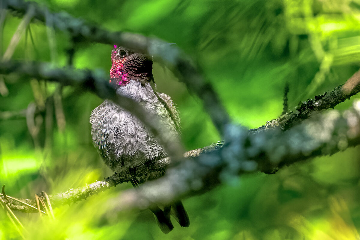 Anna's Hummingbird...