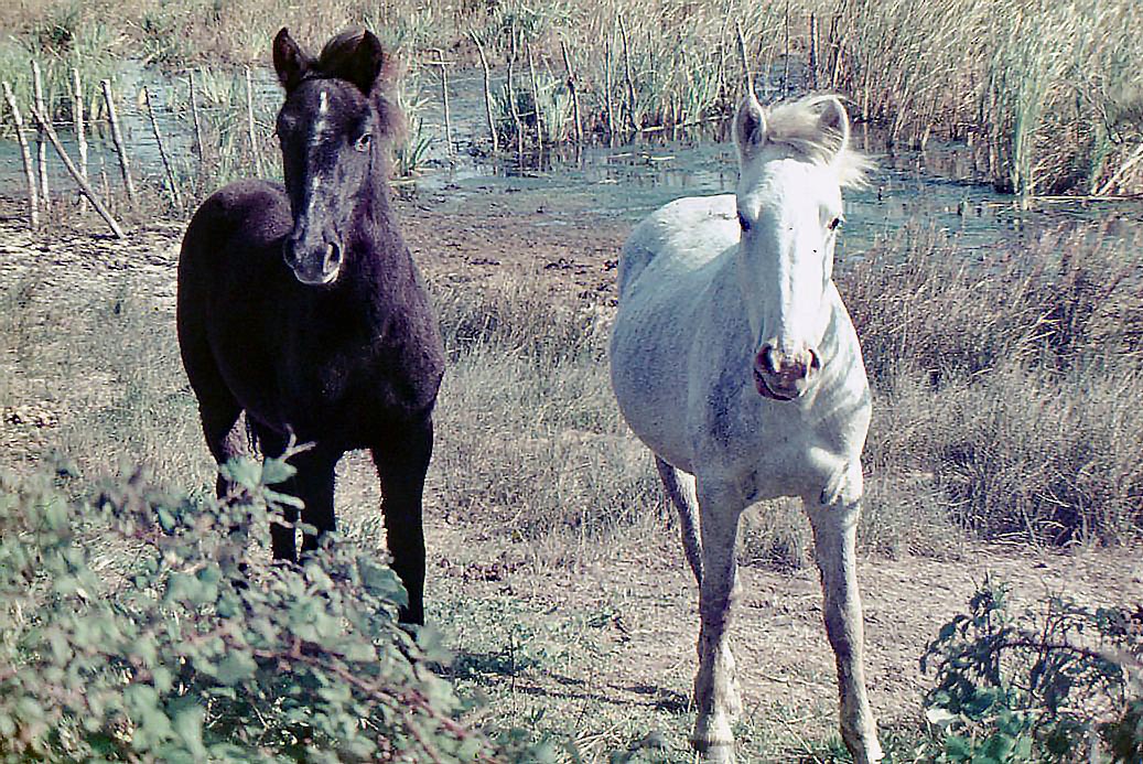 1974 October  France -  The Camargue - Wild Horses...