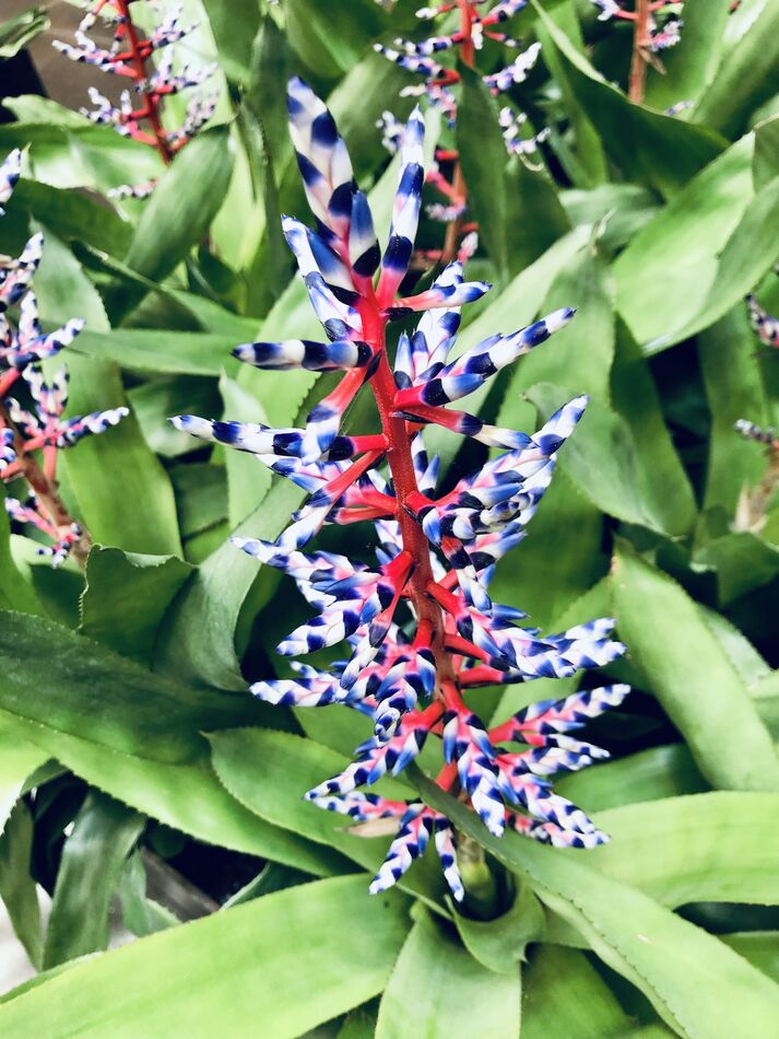 Red, blue and white together on the same flower...