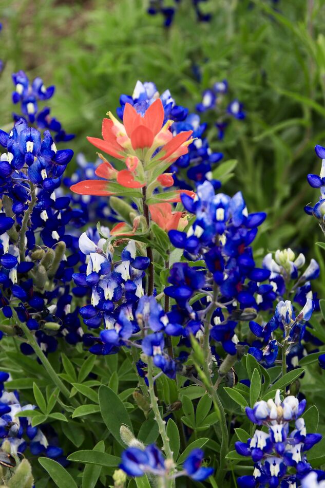Red and blue wildflowers (with white tips) existin...