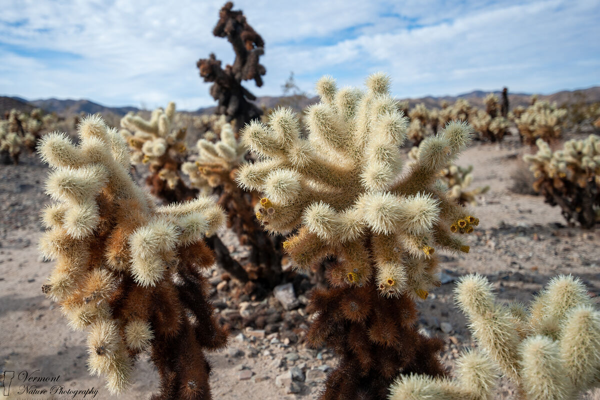 Cholla Cactus (Nikon D3, Joshua Tree Nat'l Park)...