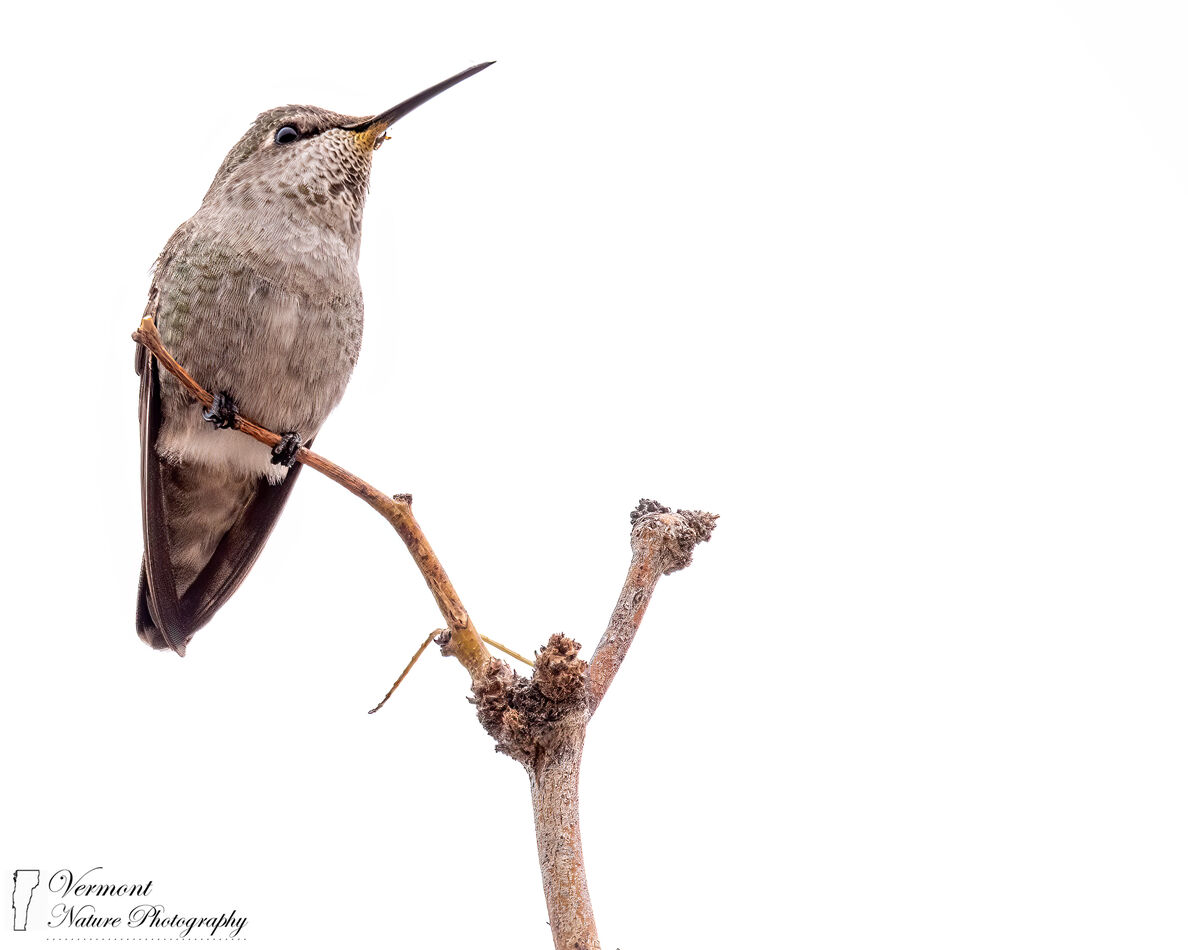Female Rufous Hummingbird (Nikon D500, Bosque Del ...