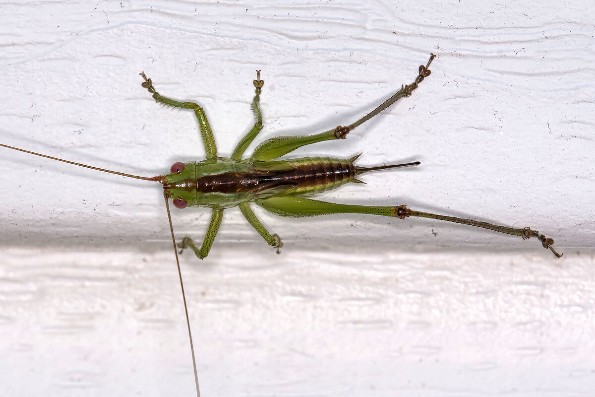 Stragglers Insect It's that time of year for other than bird shots - insects plus: The ...
