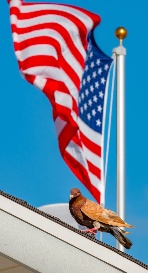 Rusty and Flag...