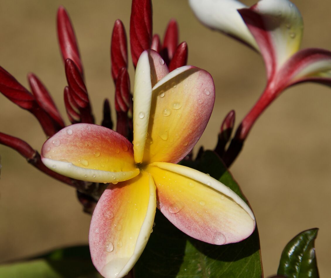 Plumerias These are some of my Plumerias that are inbloom right now