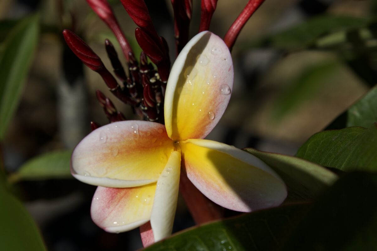 Plumerias These are some of my Plumerias that are inbloom right now