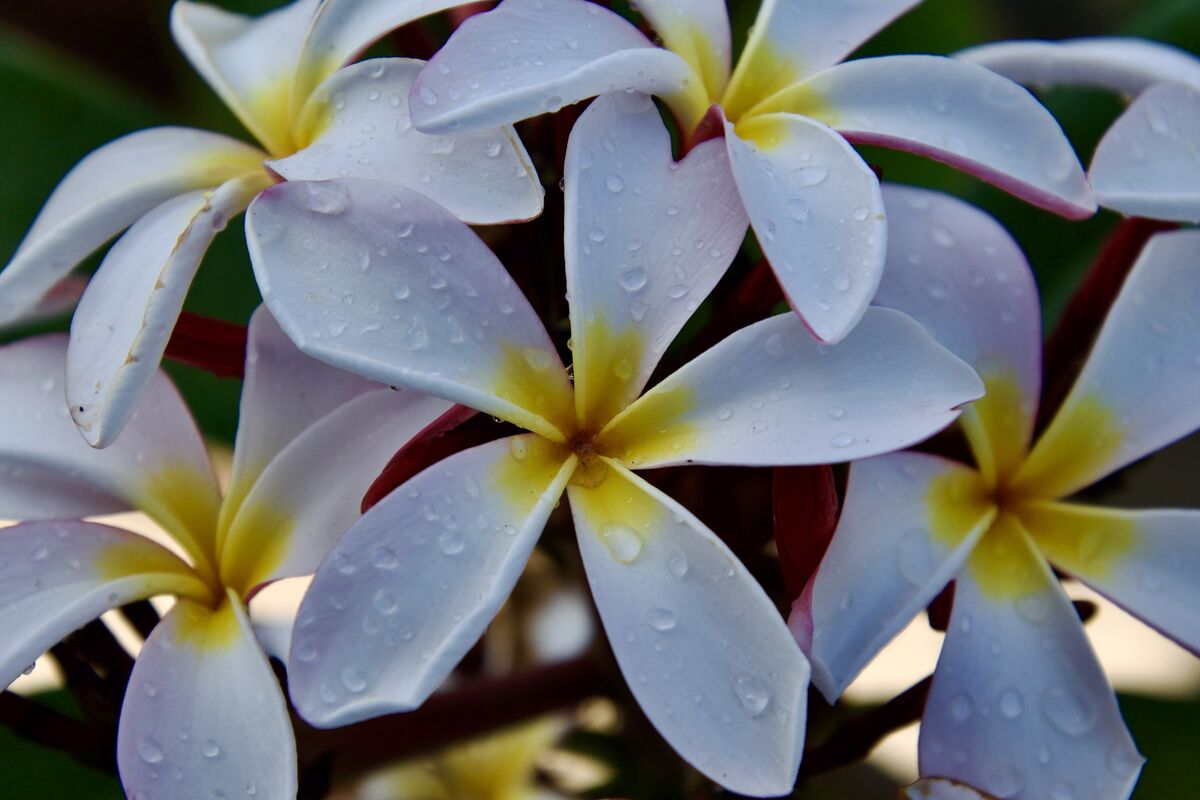 Plumerias These are some of my Plumerias that are inbloom right now