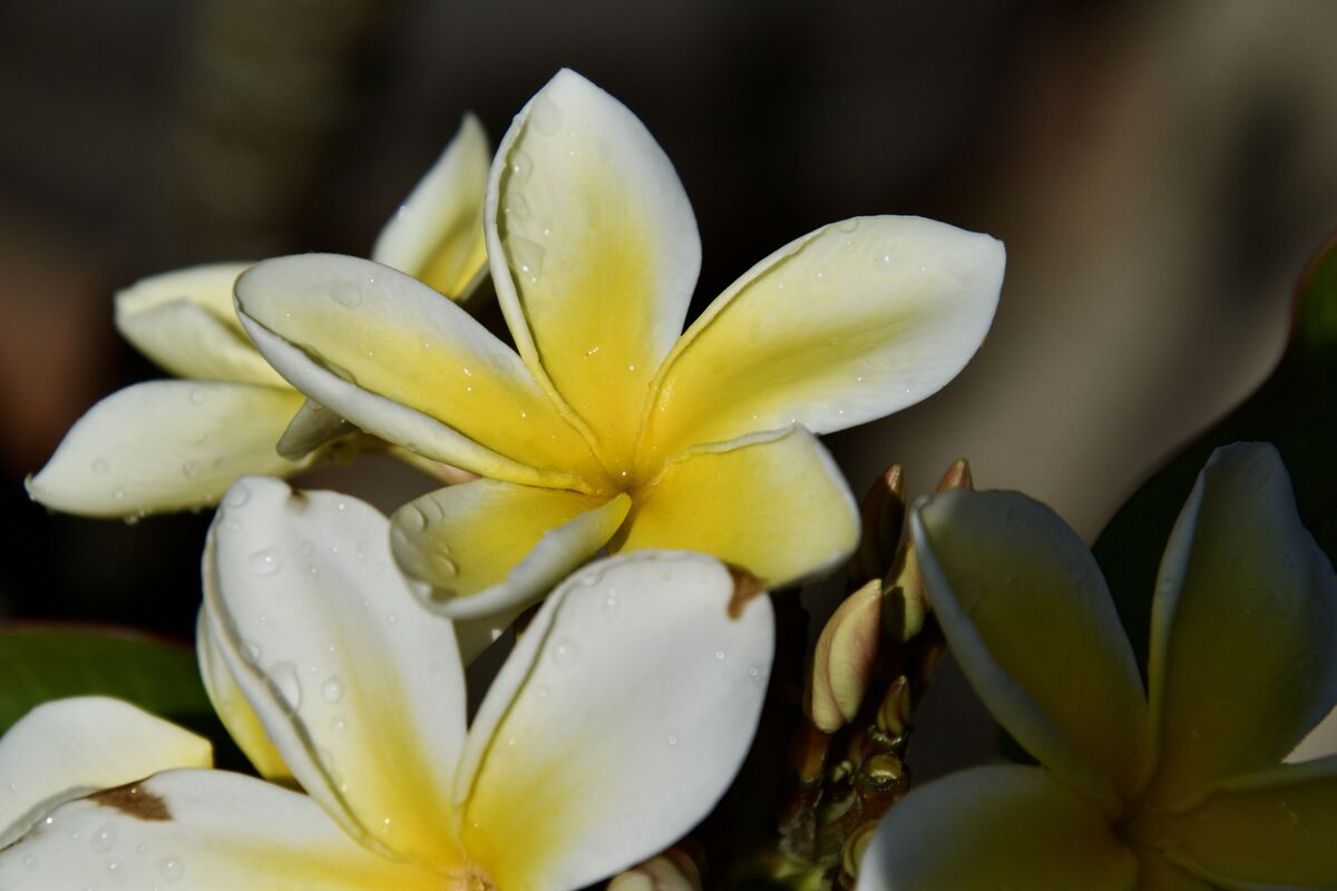 Plumerias These are some of my Plumerias that are inbloom right now