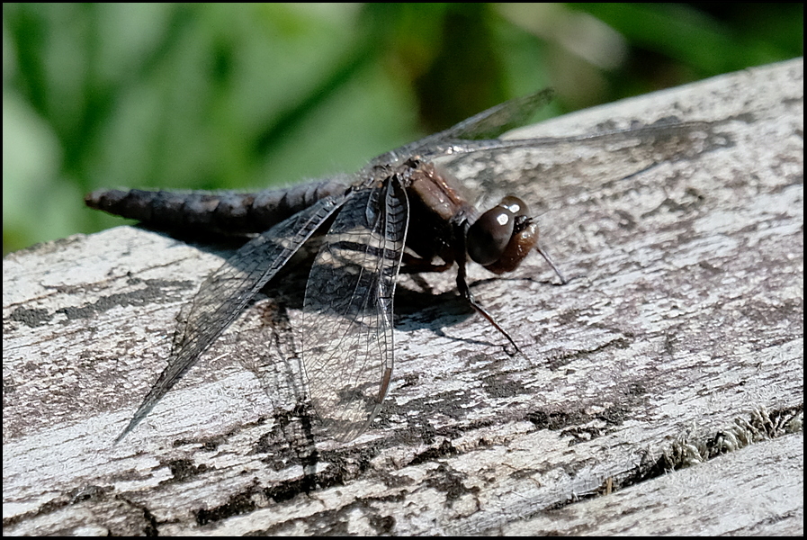 2. Dragonfly on log....