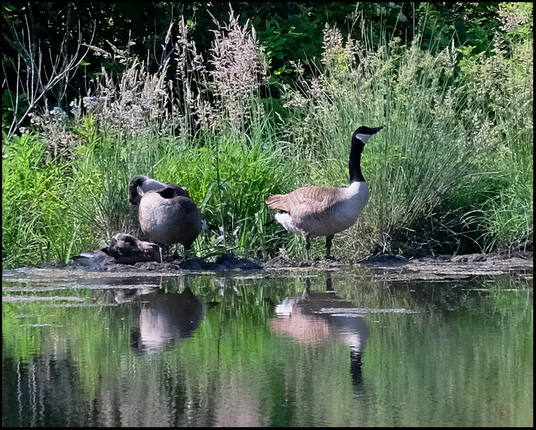 4. A pair of Canada Geese....