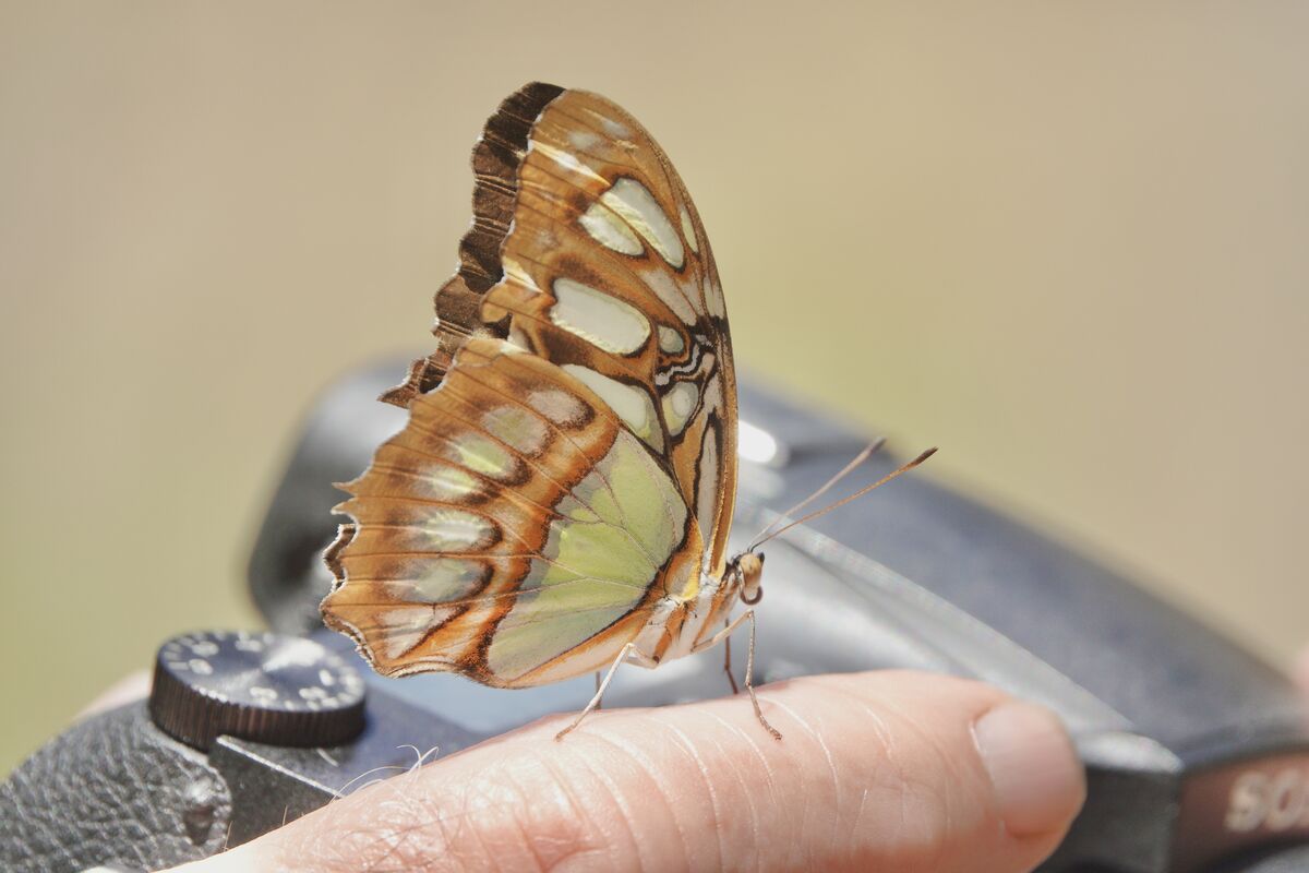 Butterfly Exhibit Yesterday I went to the Santa Barbara Museum of