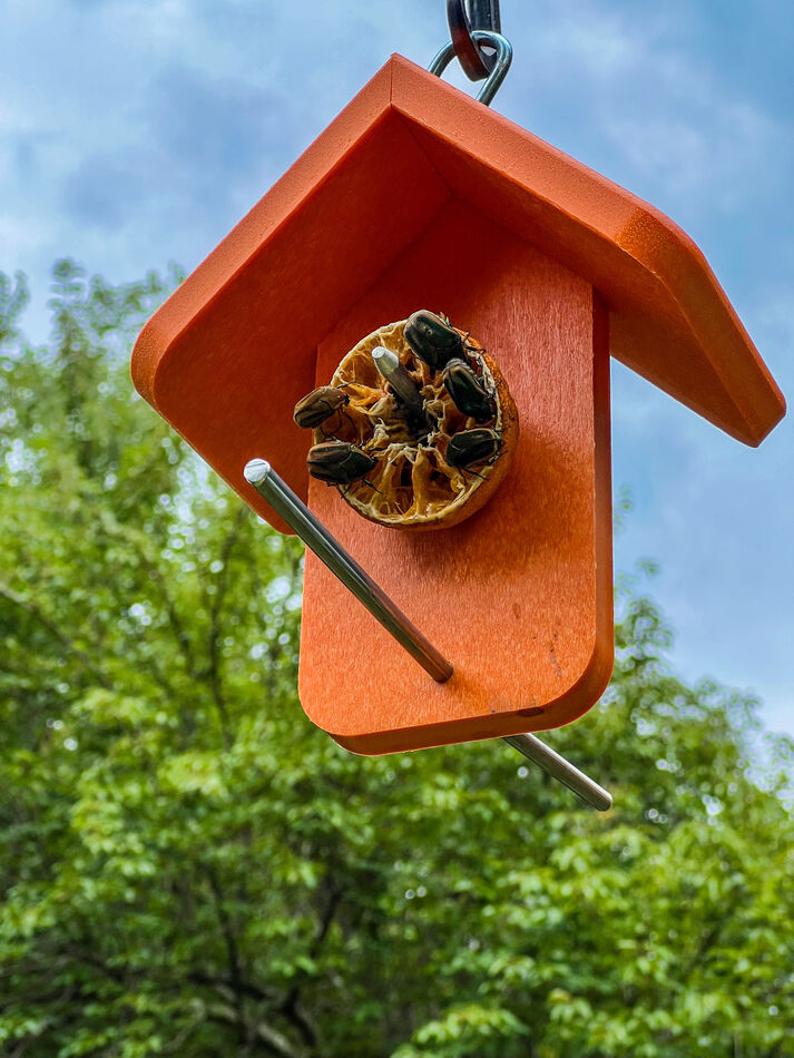 Trying for Orioles… and we got what I think are June Beetles