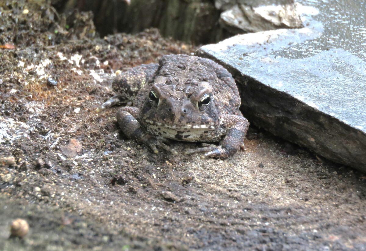 toad on a stump...
