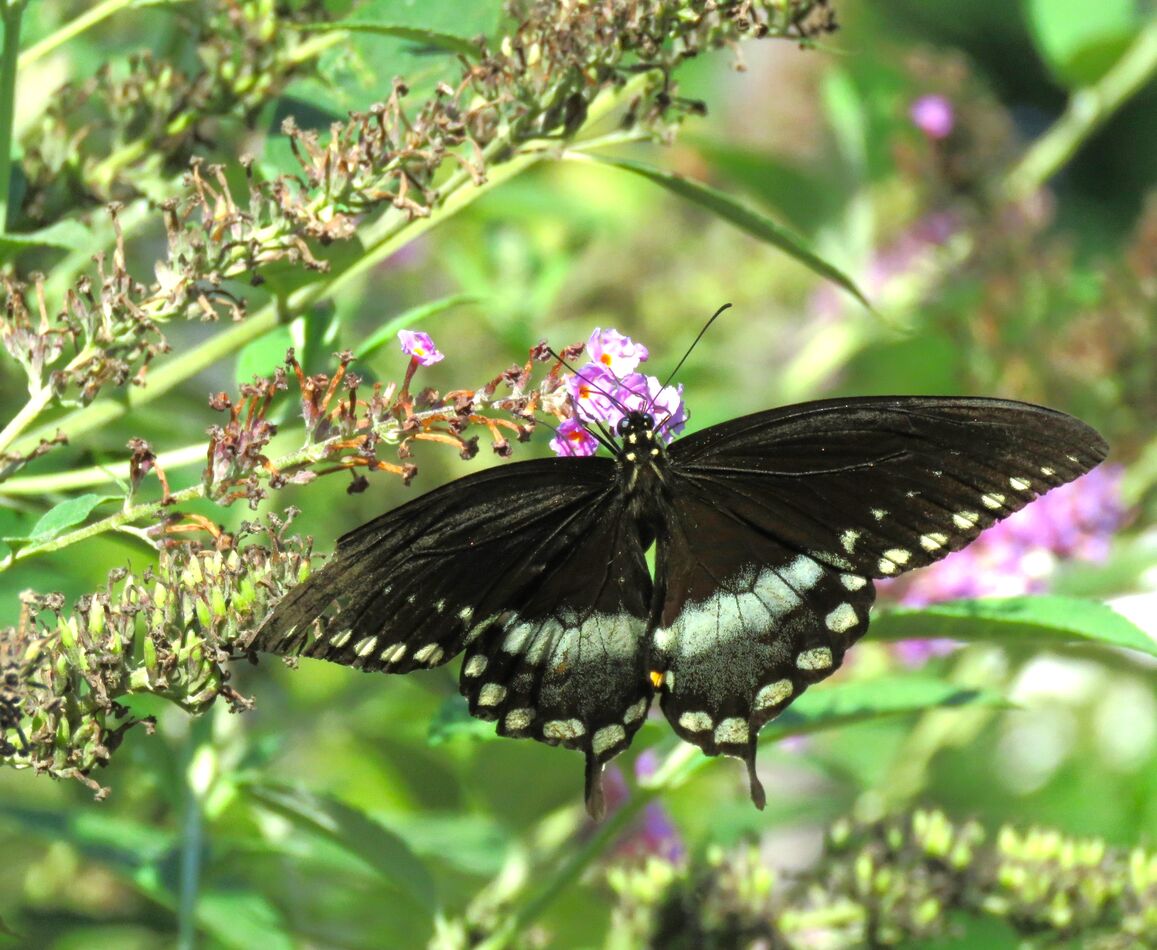 a black swallowtail...