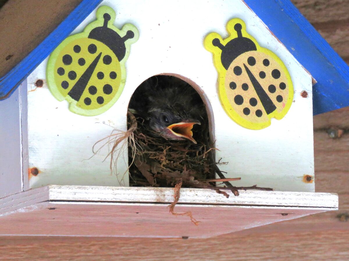 baby in a birdhouse (on the porch)...