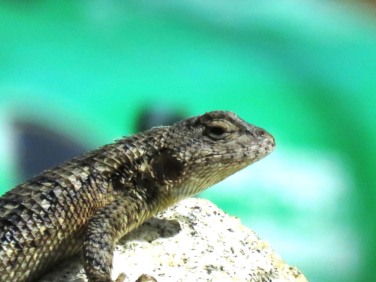 lizard on a boulder...