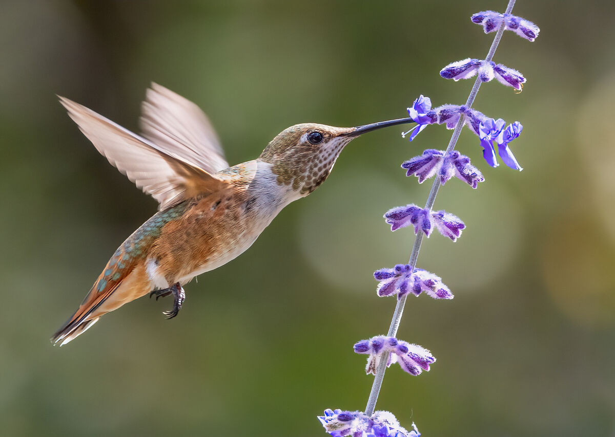 Who can resist a hummingbird!...