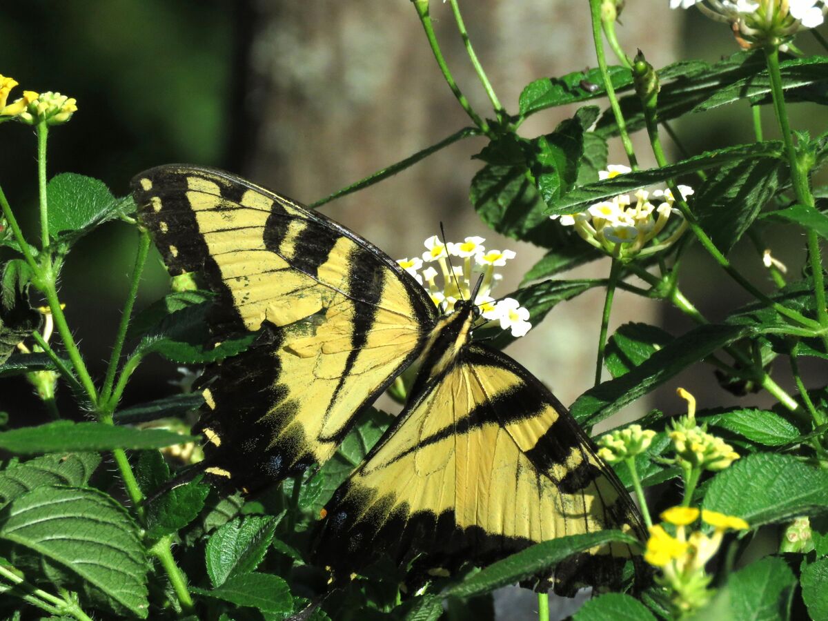 yellow swallowtails all over the place...