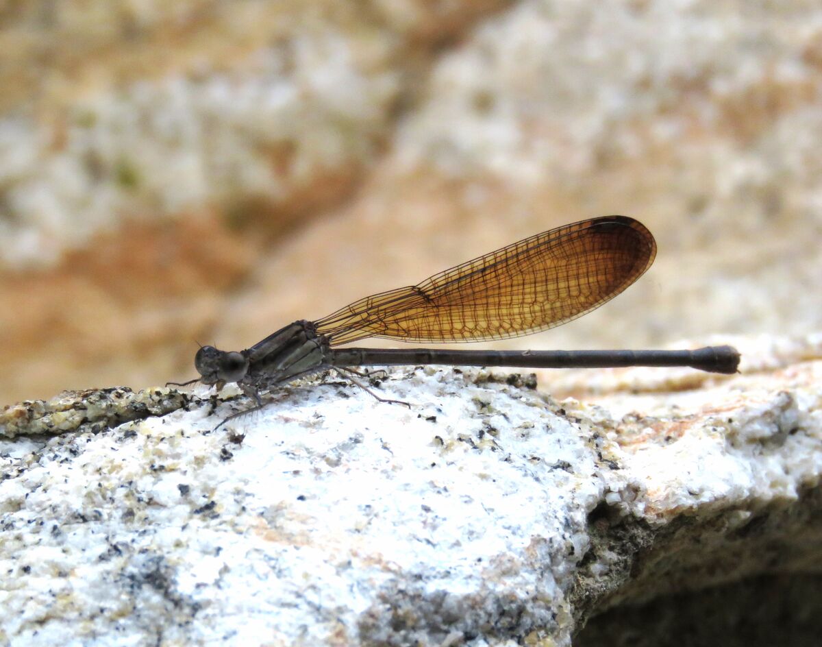 this little critter landed on one of don's boulder...