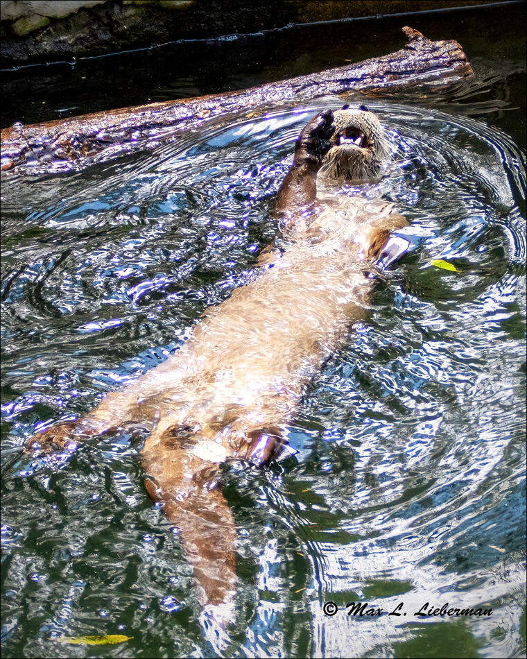 River otter...