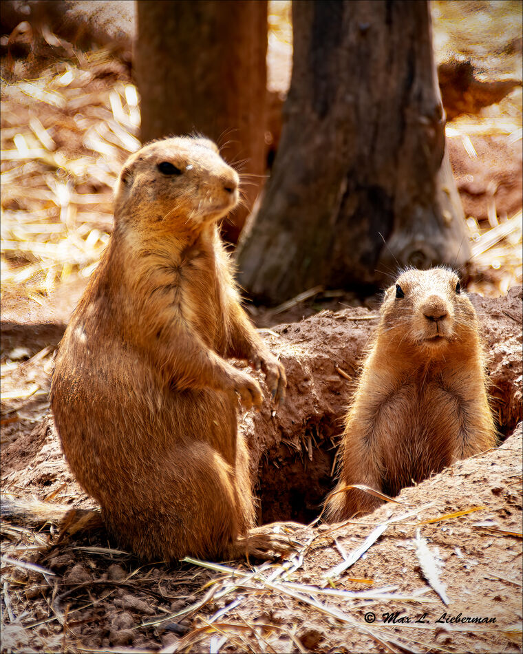 Prarie dogs...