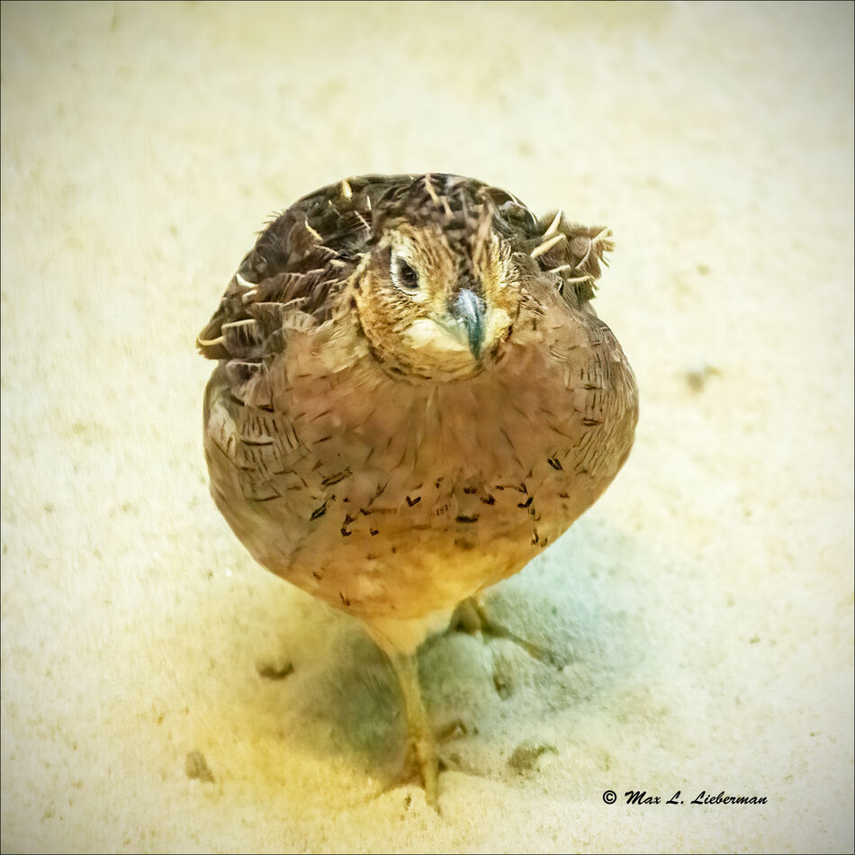 Burrowing owl (see "Hoot" by Carl Hiaaisen)...