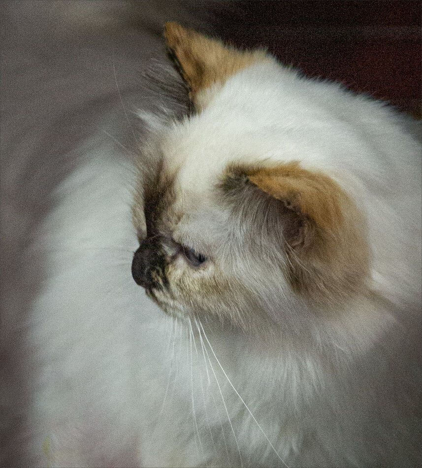 Exotic while Cute Female Birman kitten, Cat Show, Raleigh, NC...