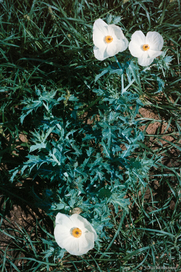 Flowers in West Texas, June, 1978 (Original is a F...