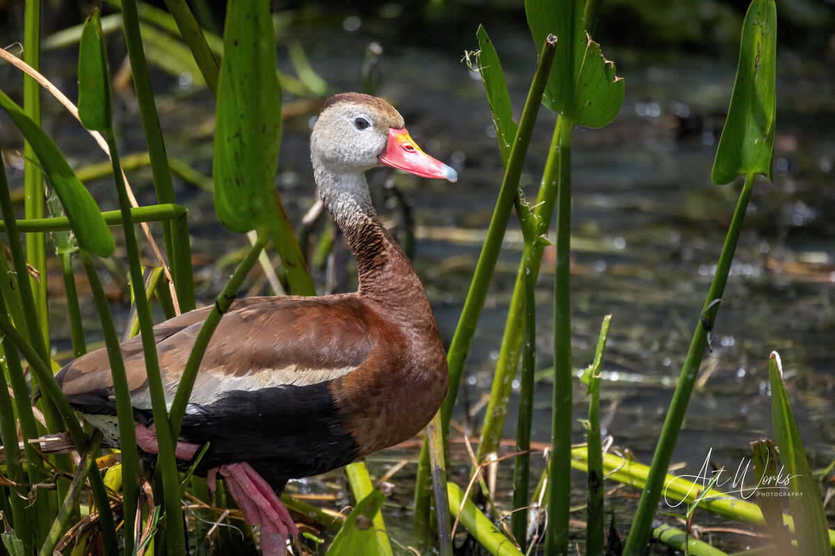 Black-bellied Whistling Duck...