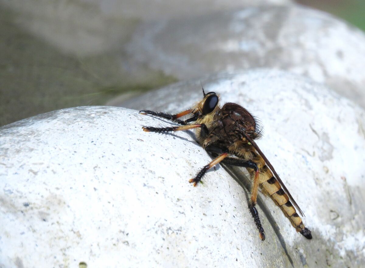a robber fly (correct me if i'm wrong} stopped by ...