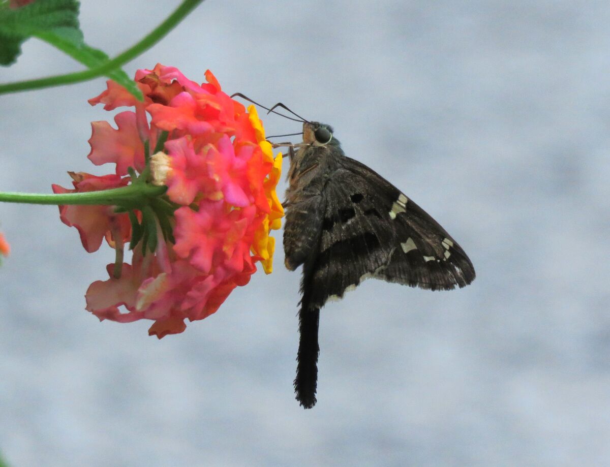 a silver spotted skipper loving nectar from a lant...