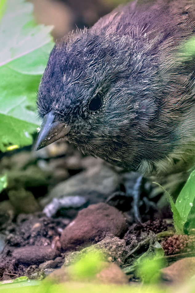 Young Junco...