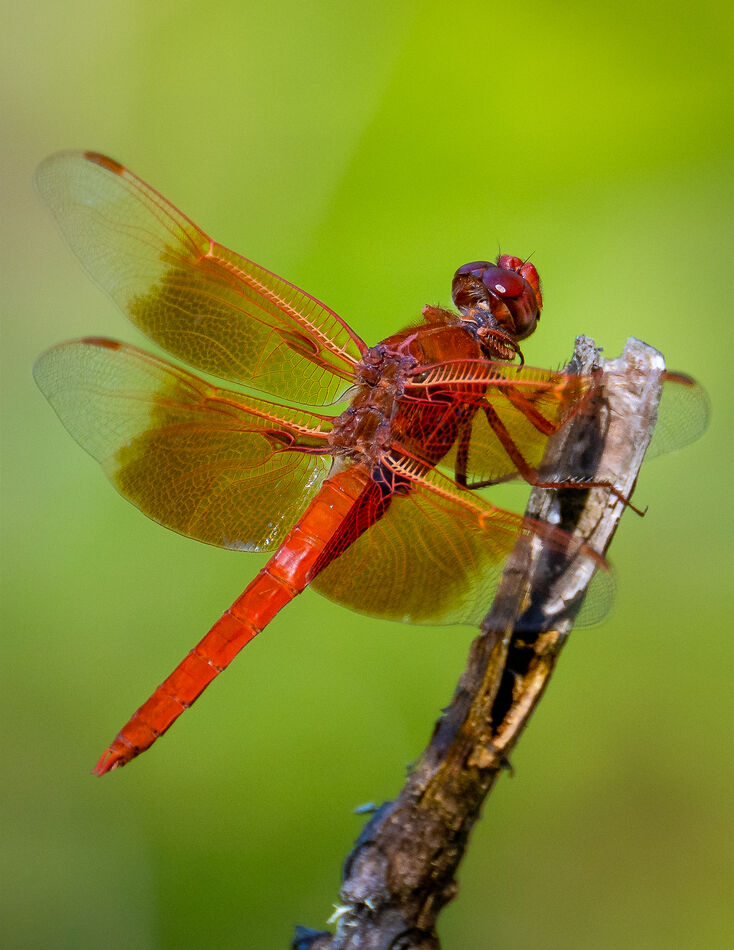 Flame skimmers...