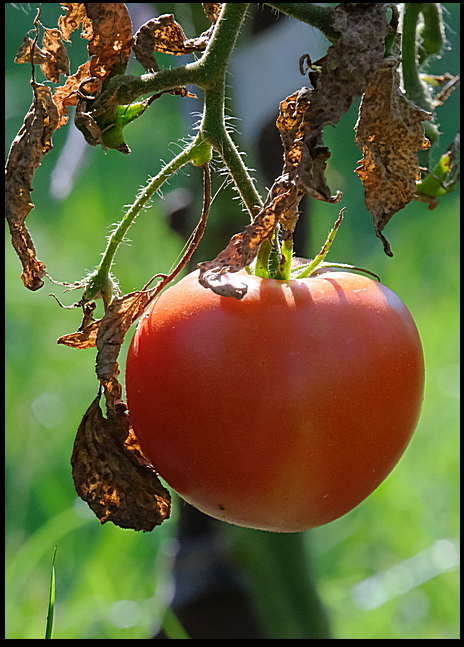 5. Tomato in neighbor's yard....