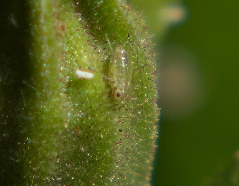 Closeup showing the aphid.  Something white to the...