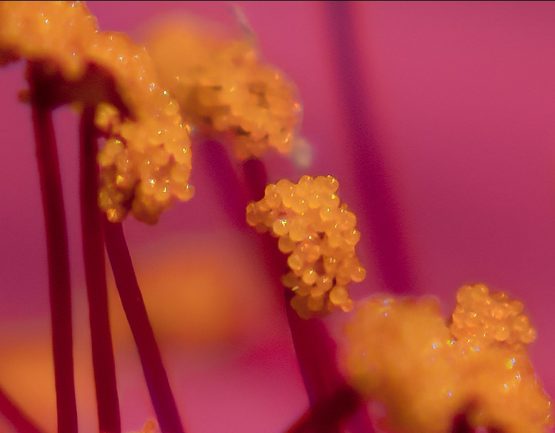 Closeup of the pollen sacs.  Conditions not ripe f...