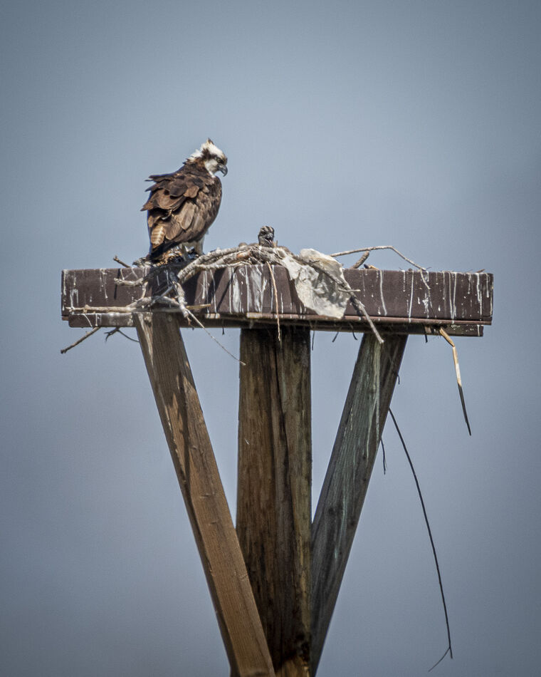 Osprey nest with parent and chick...