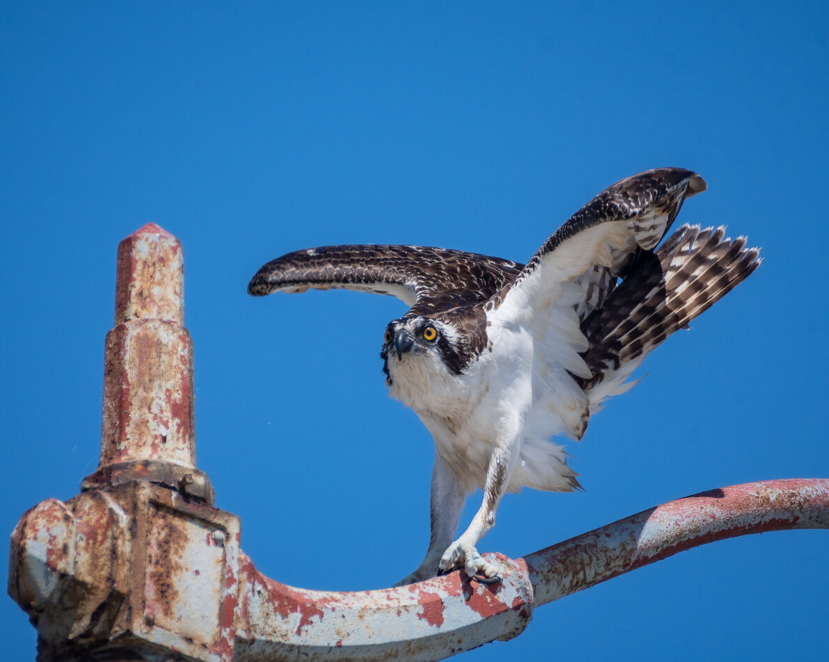 Osprey on the Los Angeles River...