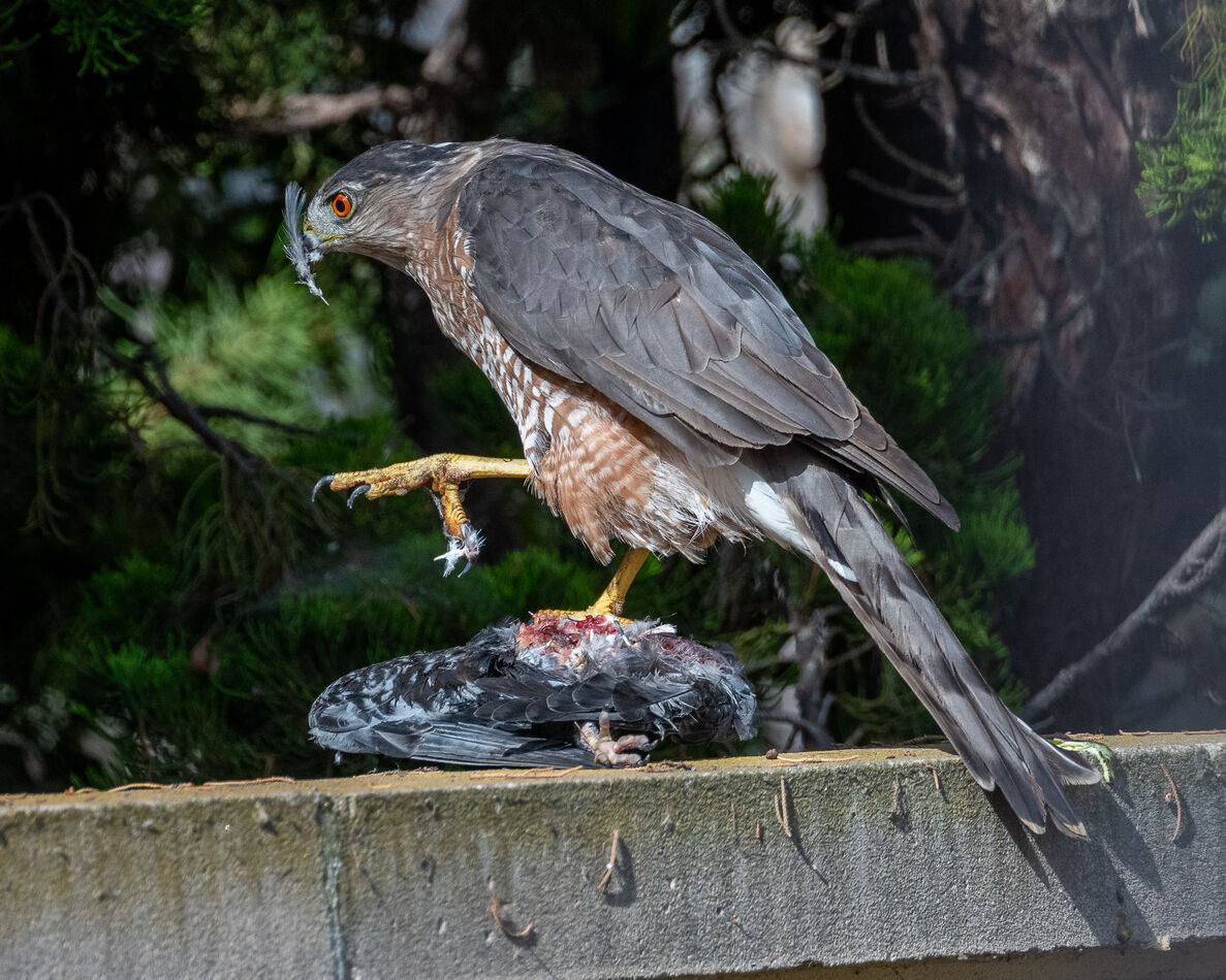 Cooper's Hawk with prey at Harriett Wieder Regiona...