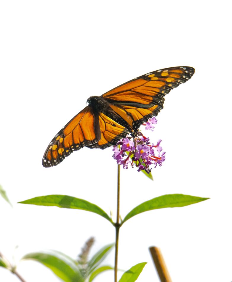 Monarchs Had to take a few shots of these beautiful butterflies before