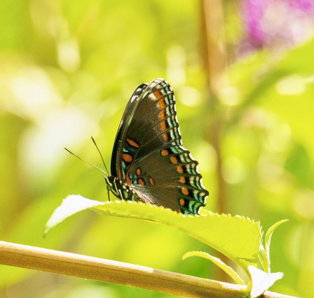 Monarchs Had to take a few shots of these beautiful butterflies before