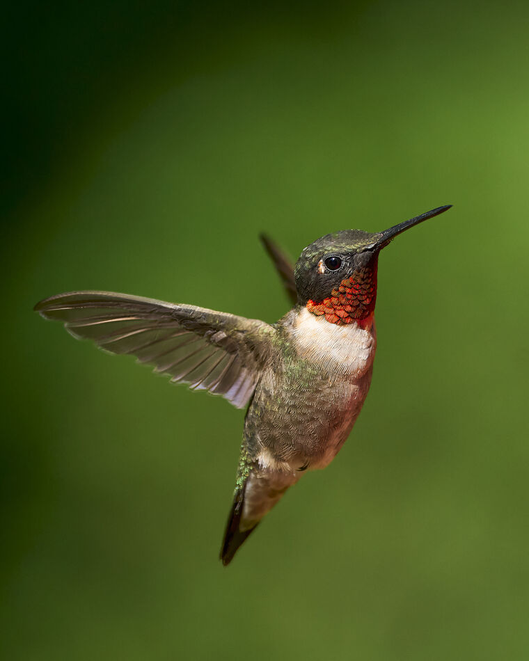 Male Hummer Last post of the day. sm17...