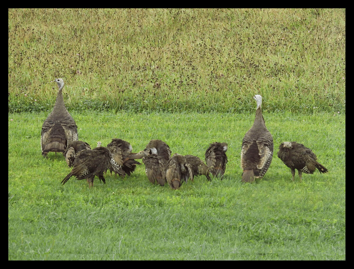 Turkey Preening School After a long hunt in the meadow for crickets the young turkeys get to be
