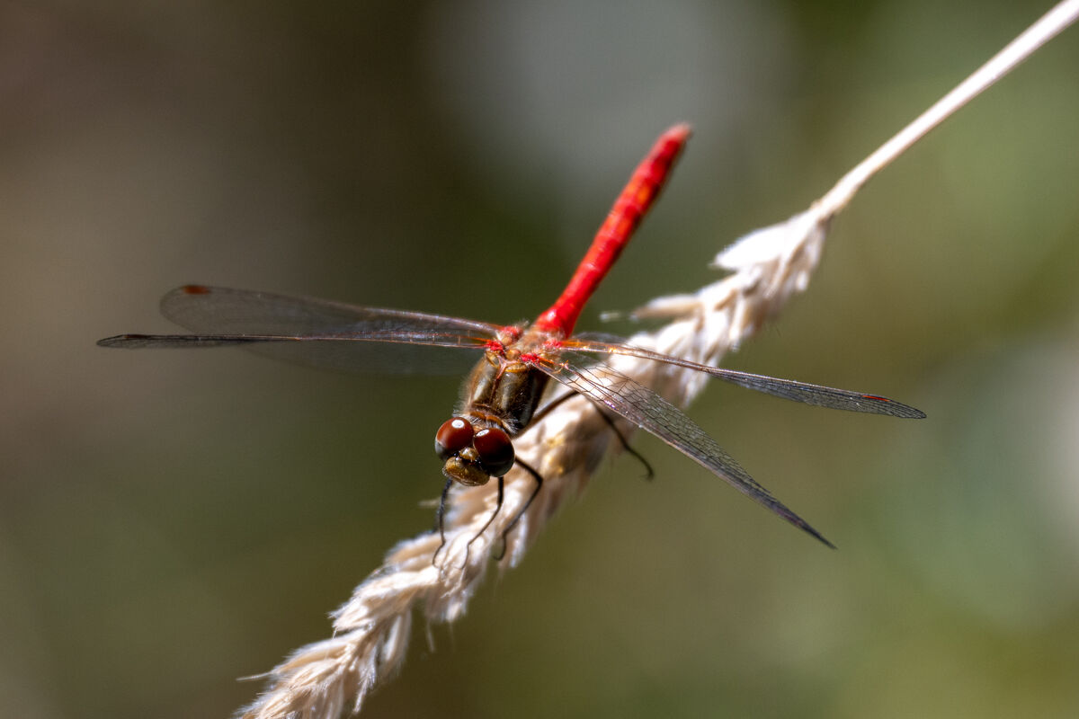 I believe that this is a Saffron-winged Meadowhawk...