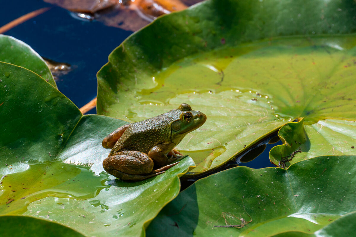 Young Bull frog. They have just arrived for the fi...