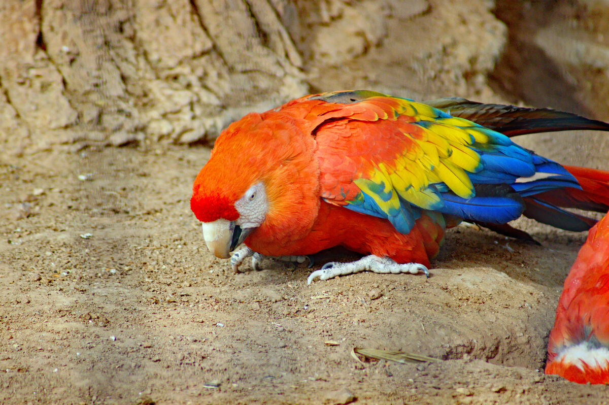 Scarlet Macaw - Ara macao...