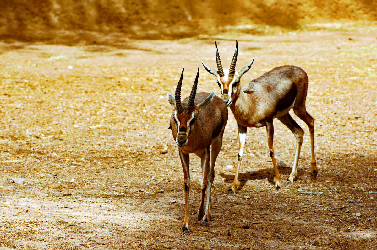 Thompson's Gazelle - Eudorcas thomsonii...
