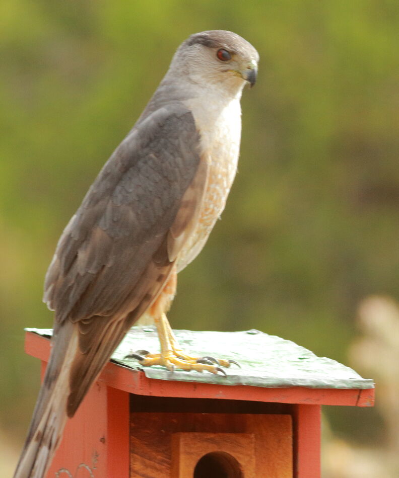 Portrait Of A Cooper Hawk NM Portrait Of A Cooper Hawk NM...