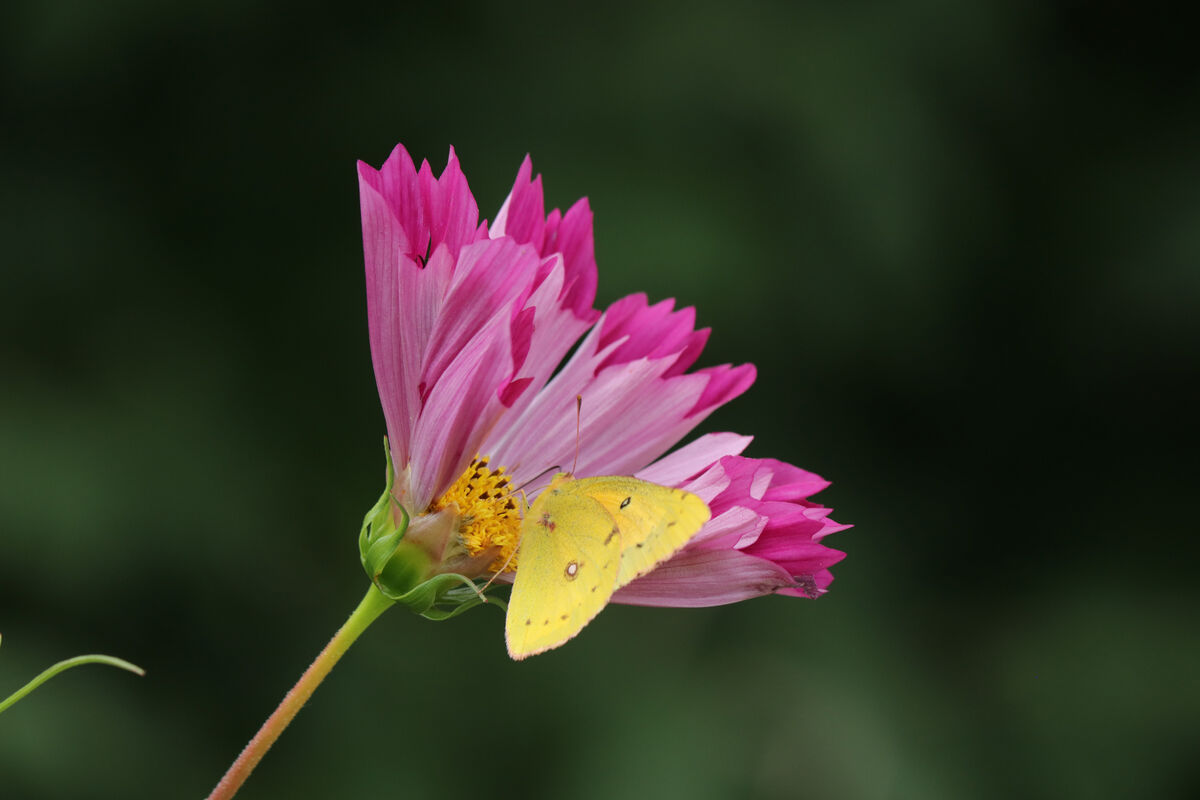 Need ID Of Flower Help Took This Photo In 2018 But Do Not Know What 