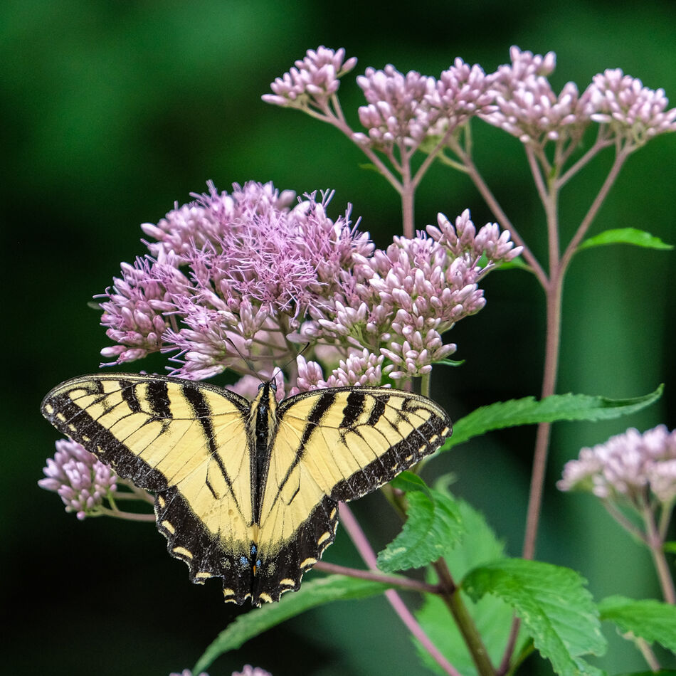 Yellow Swallowtail (without its tail)...